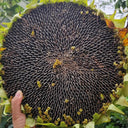 Dwarf Edible Sunflower Seeds, 10g