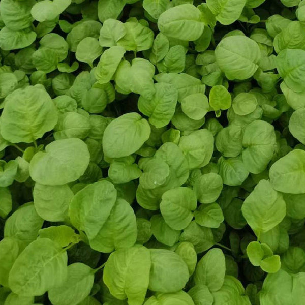 Green Round Leaf Amaranth Seeds, 10g