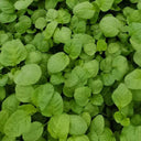 Green Round Leaf Amaranth Seeds, 10g