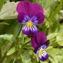 Hezhichun Pansy 'Ziyan', 30 Seeds