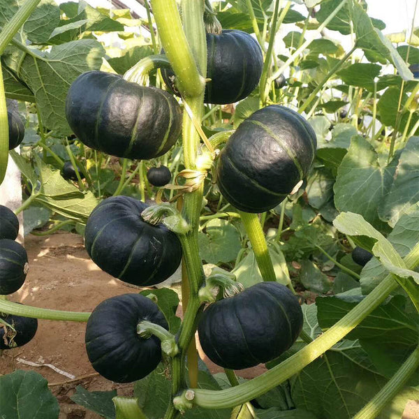 Beibei No.4 Baby Pumpkin, 2 Bags × 5 Seeds