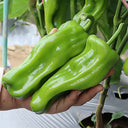 'Zhongjiao Bopila No.1' Pepper, 100 Seeds