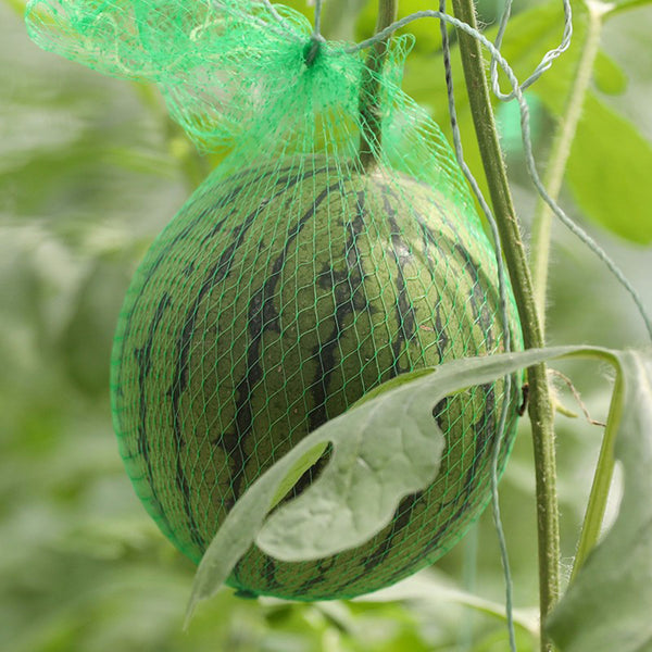 'Huang Xiaoyu' Watermelon Seeds, 10g