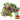 Red-Green Round-leaf Amaranth Seeds, 50g