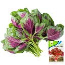 Red-Green Round-leaf Amaranth Seeds, 50g