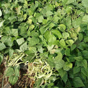 Didouwang No.1 Kidney Bean Seeds, 10g Per Bag