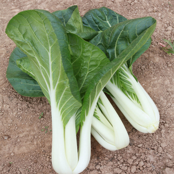 Yumeiren Baby Bok Choy Seeds, 5 × 1k-seed Bags