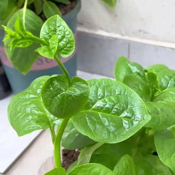 Large-Leaf Malabar Spinach Seeds, 10g
