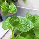 Large-Leaf Malabar Spinach Seeds, 10g