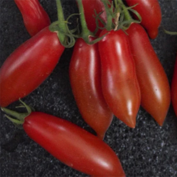 9 Salentino Tomato, 5 Seeds