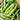 W1365 Early Bush Chinese Oil Bean, 50 Grams ≈ 70 Seeds