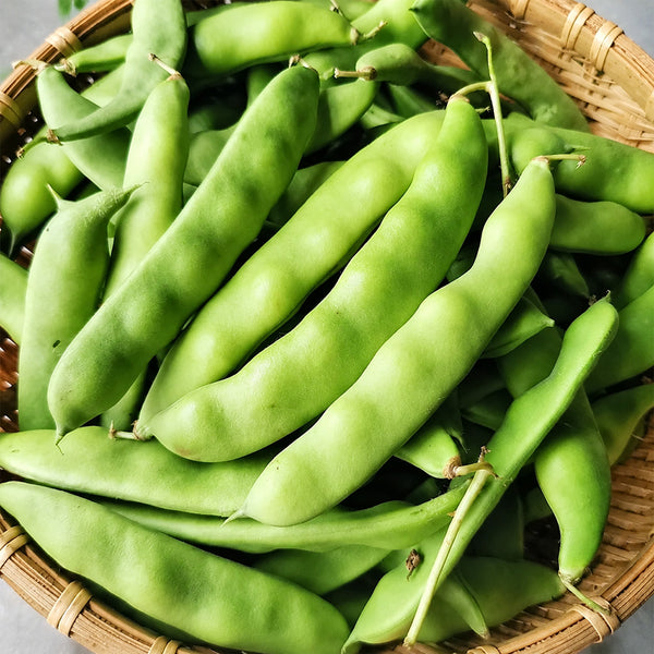 W1365 Early Bush Chinese Oil Bean, 50 Grams ≈ 70 Seeds