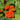 Hezhichun Red Nasturtium Seeds, 10g