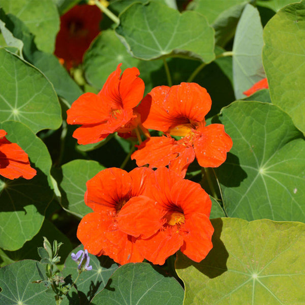 Hezhichun Red Nasturtium Seeds, 10g