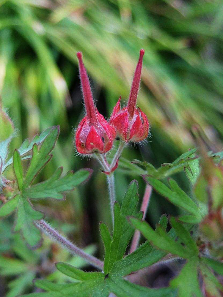 Geranium wilfordii Maxim