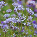 Blue Woodruff Seeds, 200 Seeds