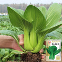 Qingjiang Sweet Pak Choi Seeds, 20g