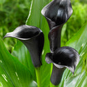 'Odessa' Calla Lily, 16/18cm Circumference, 1 Bulb
