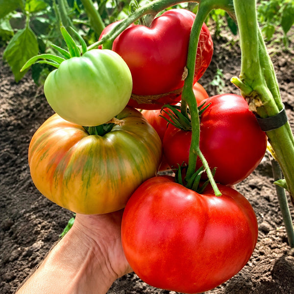 58 Wonder Tomato, 5 Seeds