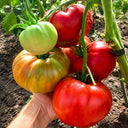 58 Wonder Tomato, 5 Seeds