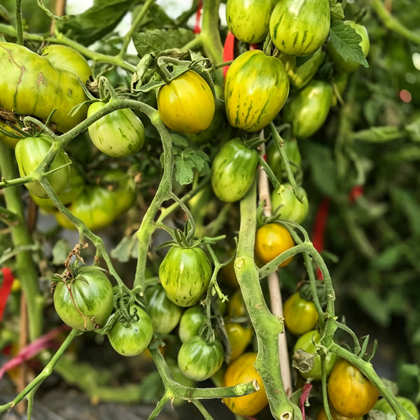 890 Green Zebra Pear Tomato, 5 Seeds