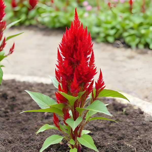 Hezhichun Red Feathered Cockscomb Seeds, 1g