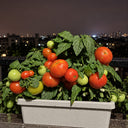 362 Florida Petite Tomato, 5 Seeds