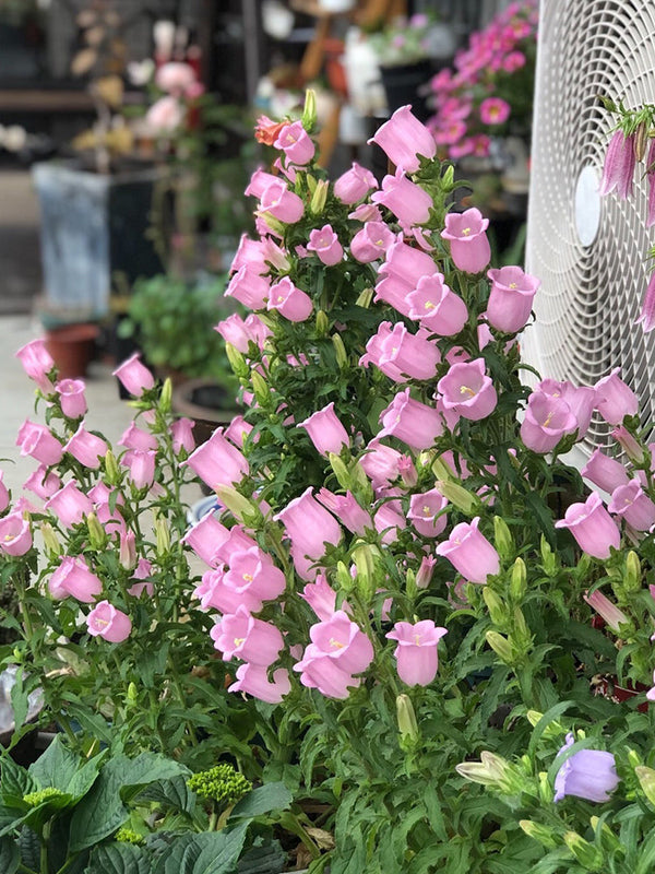Canterbury Bells, Pink