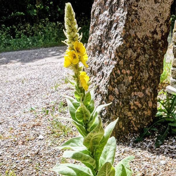 Mullein Seeds, 200 Seeds