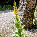 Mullein Seeds, 200 Seeds