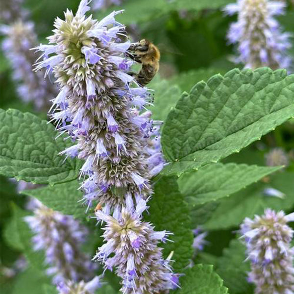 Korean mint (Agastache rugosa) Seeds, 300 Seeds