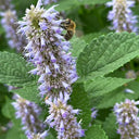 Korean mint (Agastache rugosa) Seeds, 300 Seeds
