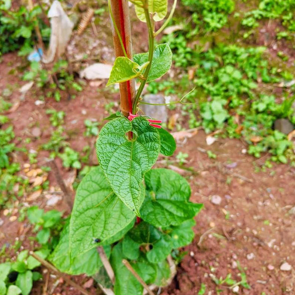 Monk Fruit Seeds