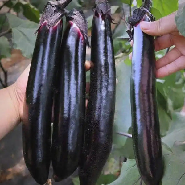 Spring-Autumn Long Eggplant Seeds, 0.5g