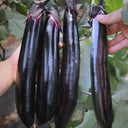 Spring-Autumn Long Eggplant Seeds, 0.5g