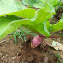 East Sea Fruit Radish Seeds, 5g
