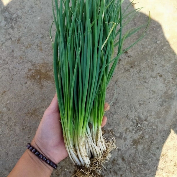 Four-Season Scallion Seeds, 10g