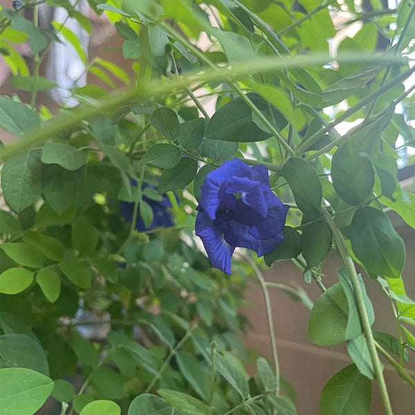 Butterfly pea Seeds, 50 Seeds