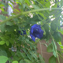 Butterfly pea Seeds, 50 Seeds