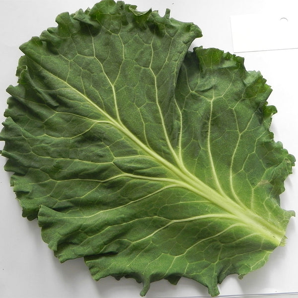 Yuanfeng Leaf Cabbage Hybrid, 100 Seeds