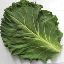 Yuanfeng Leaf Cabbage Hybrid, 100 Seeds