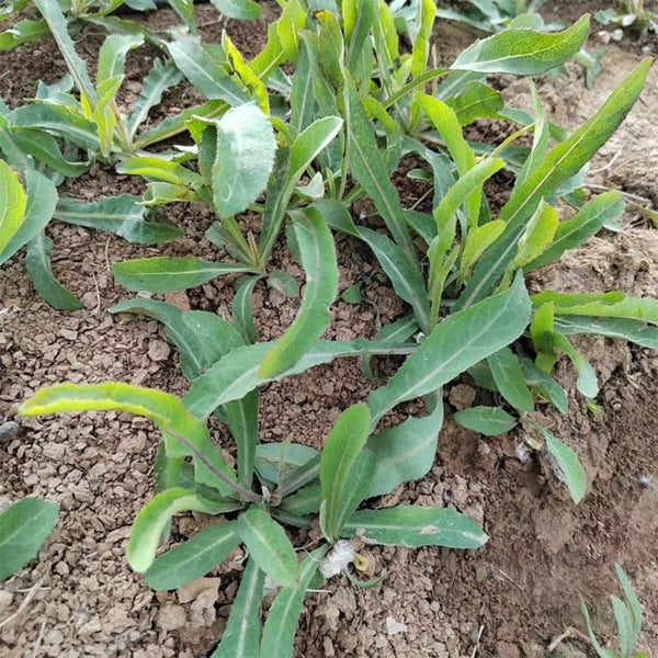 Jiliqingfeng Wild Qumai Chicory Seeds, 2g