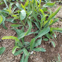 Jiliqingfeng Wild Qumai Chicory Seeds, 2g