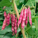 Red Golden Hook Kidney Bean Seeds, 10g Per Bag