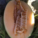 Zhenyu Sweet Melon Seeds, 100 Seeds