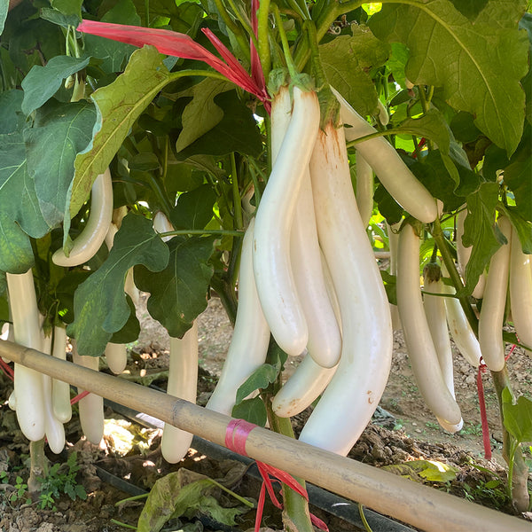 White 013 Eggplant, 20 Seeds