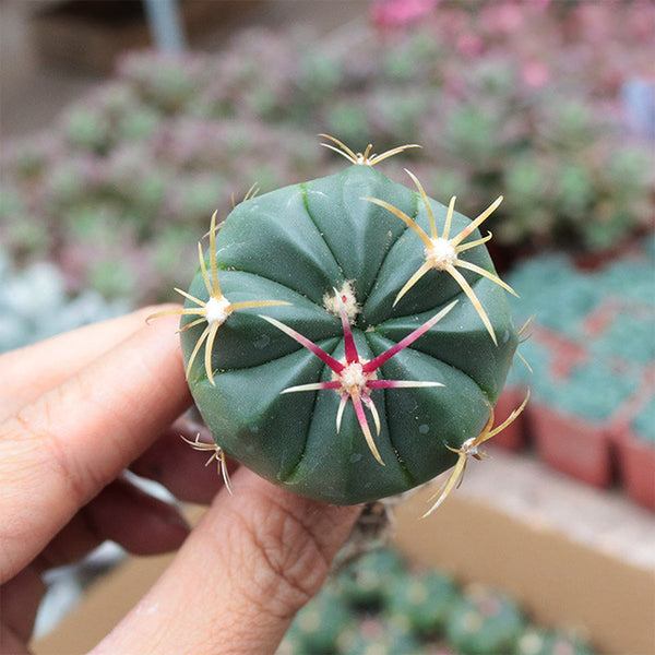Ferocactus macrodiscus, 3-4cm