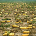 Seed-used Zucchini, 15 Seeds
