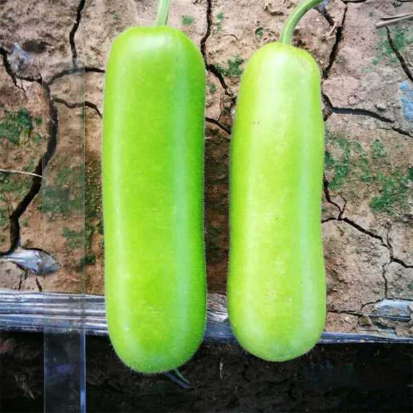 Cuiying Bottle Gourd Seeds, 10g