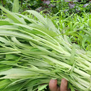 'JieMei' White-Stemmed Water Spinach Seeds, 20g
